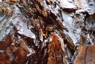 Close-up of leaves on tree trunk