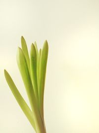 Close-up of plant over white background