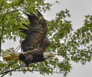 Low angle view of eagle flying against sky