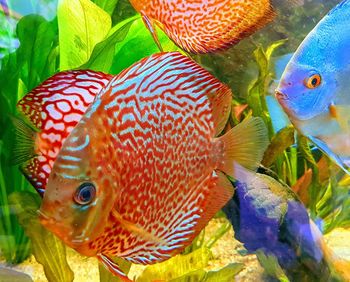 Close-up of fish swimming in aquarium