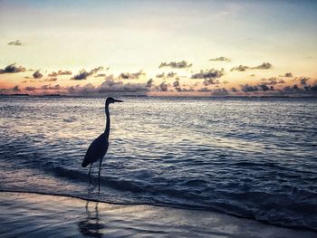 Silhouette bird on beach against sky during sunset