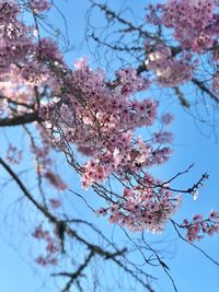 Low angle view of cherry blossoms against sky