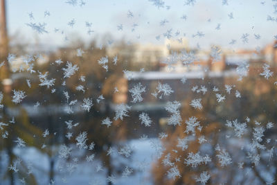 Close-up of snowflakes on window