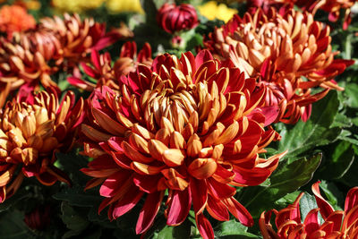 Close-up of red dahlia flowers