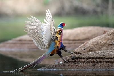 Close-up of pheasant landing on lakeshore