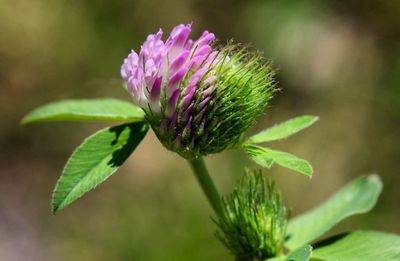 Close-up of thistle blooming outdoors