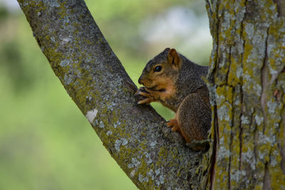 Squirrel on tree trunk