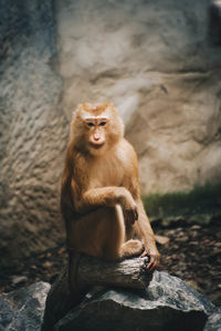 Monkey sitting on rock
