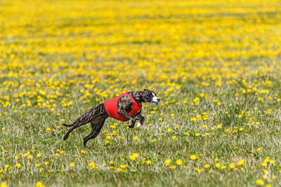 Whippet dog in red shirt running and chasing lure in the field on coursing competition