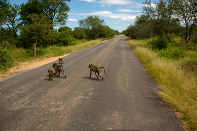 High angle view of baboons crossing road in forest