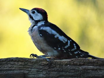 Close-up of woodpecker bird perching on tree