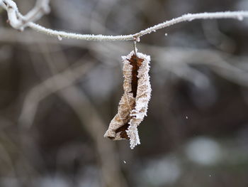 Close-up of frozen plant