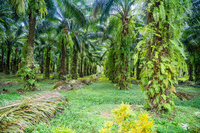 Trees in forest