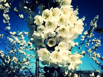 Low angle view of flowers blooming on tree