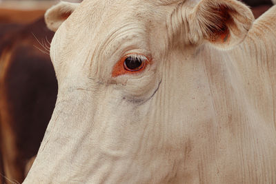 Close-up of cow