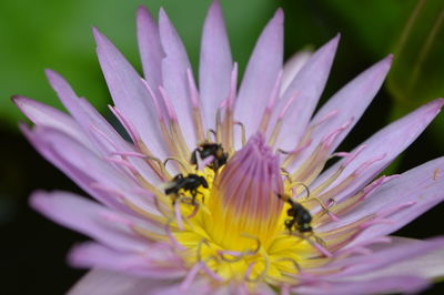 Bees are pollinating natural lotus flowers.