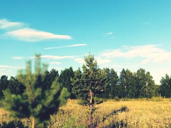Trees on field against sky