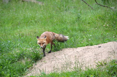 Lion running on field