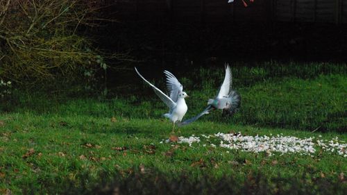 Bird flying over a field