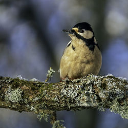 Close-up of bird perching on a branch