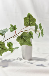 Close-up of green leaves on table