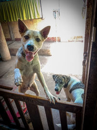 Portrait of dog sitting on railing