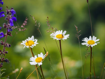 Close-up of yellow flowering plant on field