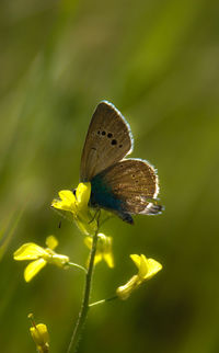 Close-up of butterfly pollinating on flower