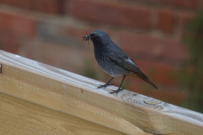 Close-up of bird perching on railing