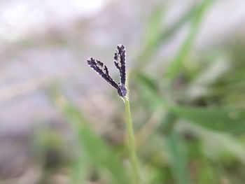 Close-up of snow on plant platyptilia is a genus of moths in the family pterophoridae 