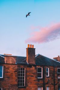 Low angle view of bird flying against sky