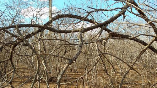 Low angle view of bare tree against sky