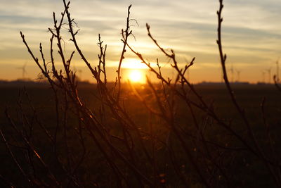 Silhouette of stalks in field against sunset sky