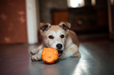 Portrait of dog with stuffed toy on floor at home