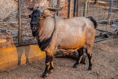 Horse standing in a fence