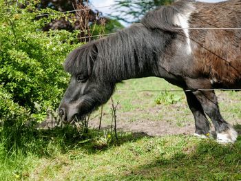 Shetland pony grazing in a field