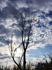 Low angle view of bare tree against sky