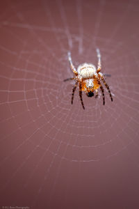 Close-up of spider on web