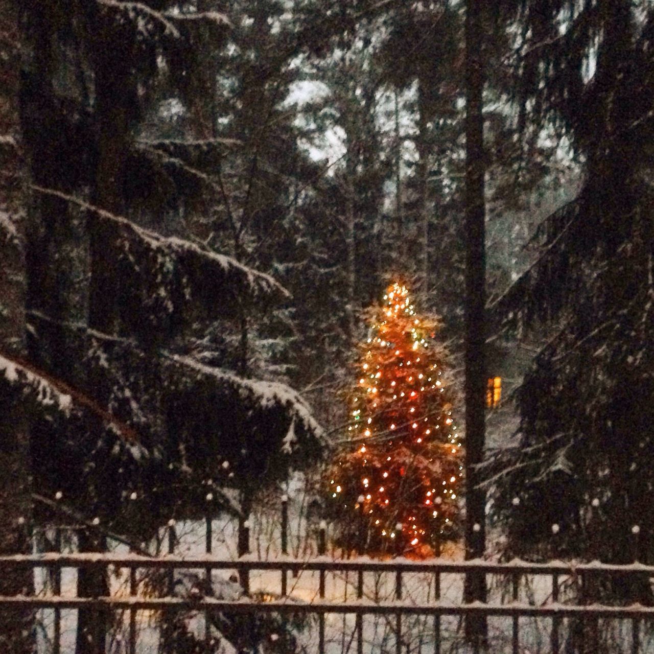 tree, built structure, architecture, building exterior, illuminated, branch, red, christmas, decoration, lighting equipment, night, christmas tree, no people, hanging, season, tradition, christmas decoration, low angle view, outdoors, window