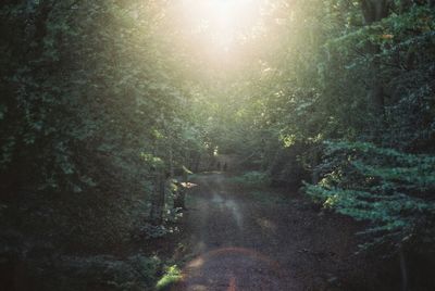 Road amidst trees in forest