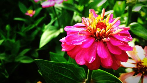 Close-up of pink flower blooming in park