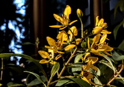 Close-up of yellow flowering plant