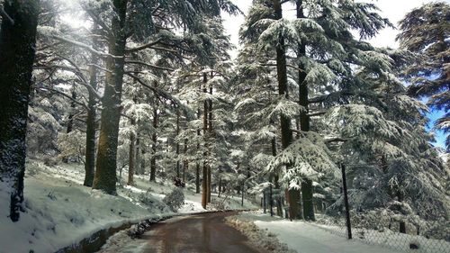 Snow covered road amidst trees