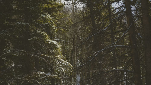 Full frame shot of trees against sky