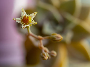 Close-up of yellow flowering plant