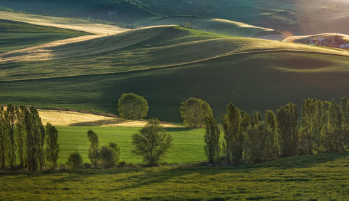 Scenic view of rural landscape