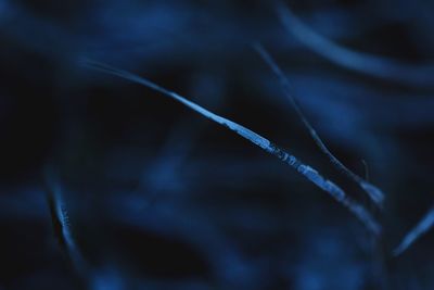 Close-up of snow on plant
