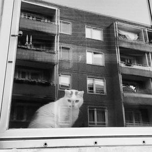 Portrait of a cat looking through window
