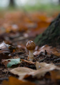 Close-up of mushrooms on autumn leaves