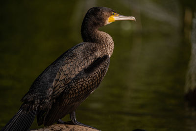 Close-up of a bird